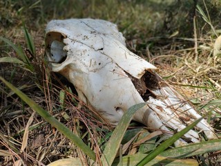 skull of a mountain. white bones lie on the grass, finds in the forest. rest in peace. suitable for halloween