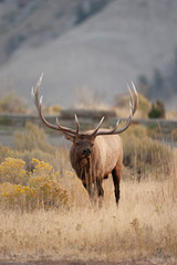 Male bull Elk in Yellowstone National park, Wyoming USA