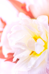 A bouquet of tulips and decorative flowers close-up on a white background. 