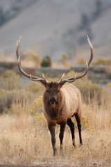 Naklejka na ściany i meble Male bull Elk in Yellowstone National park, Wyoming USA