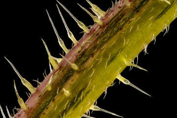 Stacked focus, extreme close up of of stinging nettle stem(Urtica dioica) - 259355624