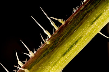 Stacked focus, extreme close up of of stinging nettle stem(Urtica dioica)