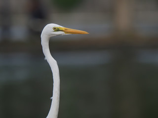 close up egret, bird's head