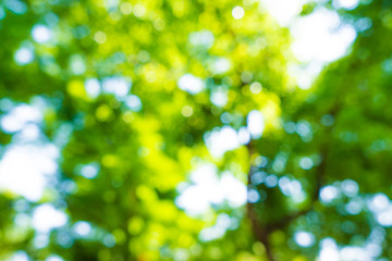 Green tree leaf fresh foliage blurred background with bokeh