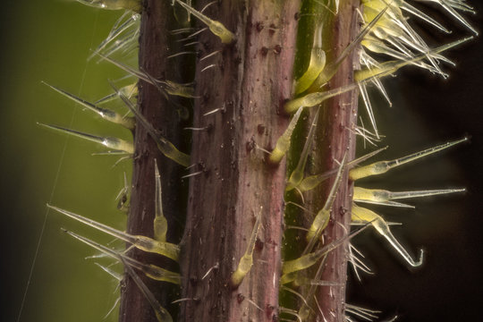 Stacked focus, extreme close up of of stinging nettle stem(Urtica dioica)