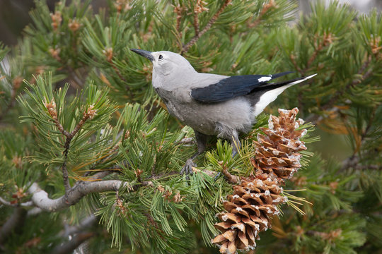 Clark's Nutcracker in Yellowstone National Park in Wyoming