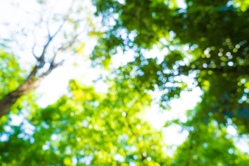 Obraz na płótnie Canvas Green tree leaf fresh foliage blurred background with bokeh