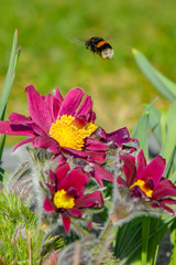 Erdhummel bei roter Kuhschelle