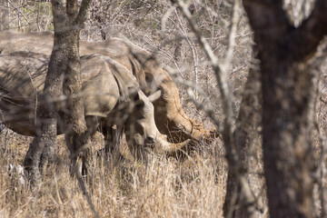 White Rhinoceros (Ceratotherium simum)