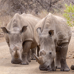 Fototapeta premium White Rhinoceros (Ceratotherium simum)