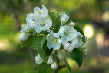 white flowers of apple