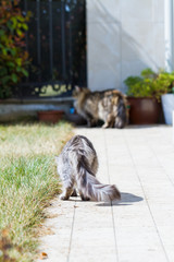 Adorable siberian cat with long hair outdoor in a sunny day