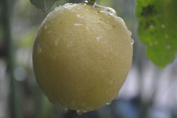 a yellowing lemon