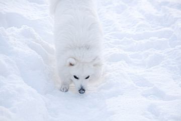 White dog Spitz walks in winter on snow