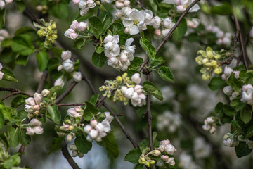 the beginning of flowering apple tree branch