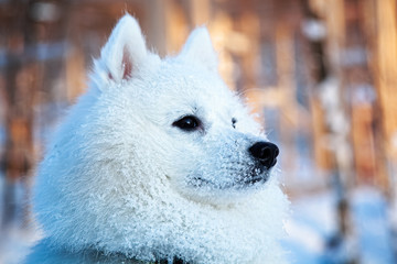 White dog Spitz walks in winter on snow