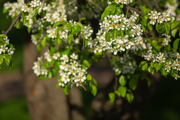 cherry blossom in backlit garden