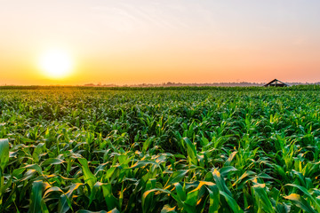 sunrise over the corn field