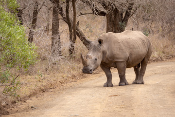 Naklejka premium White Rhinoceros (Ceratotherium simum)