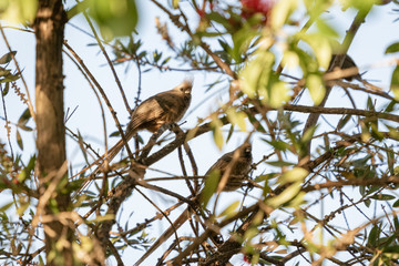 Speckled Mousebird (Colius striatus)