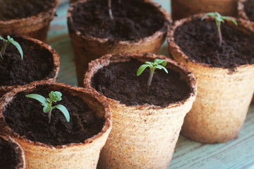 Young tomato seedling sprouts in the peat pots. Gardening concept.