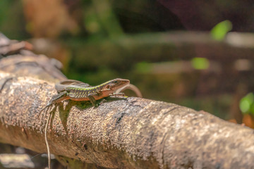 Delicate Ameiva (Holcosus Deptophrys)