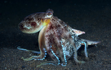 Incredible Underwater World - Coconut octopus - Amphioctopus marginatus. Diving and underwater photography. Tulamben, Bali, Indonesia.