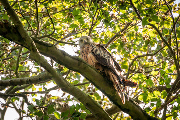 Red Kite (Milvus milvus)
