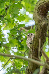 Little Owl (Athene noctua)