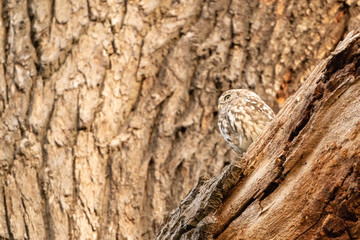 Little Owl (Athene noctua)