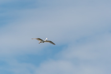 Fototapeta na wymiar Little Egret (Egretta garzetta)