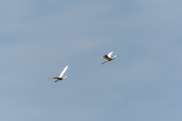 Fototapeta na wymiar Little Egret (Egretta garzetta)