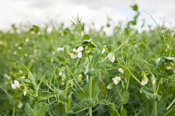 Blooming peas on the field.