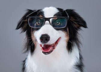 Close up portrait of cute young Australian Shepherd dog with eyeglasses on gray background. Beautiful adult Aussie, looking at camera.