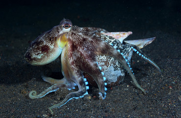 Incredible Underwater World - Coconut octopus - Amphioctopus marginatus. Diving and underwater...