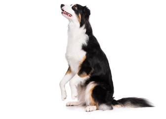Portrait of cute young Australian Shepherd dog sitting on floor, isolated on white background. Beautiful adult Aussie, sitting on two legs and looking upward.