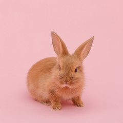 little red fluffy rabbit on pink background. Easter holiday concept