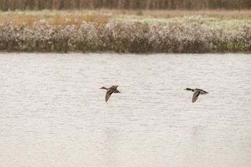 Mallard Duck (Anas platyrhynchos)