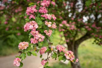 rosa Blüten an einem Baum
