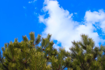 Cropped Shot Of Pine Branch Over Blue Sky Background. Abstract Nature Background. Trees, Nature, Christmas Concept.