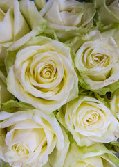 A bouquet of fresh beautiful white roses in a vase.