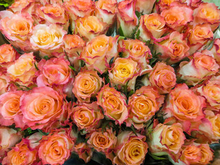 Obraz na płótnie Canvas A bouquet of fresh beautiful orange roses in a vase.
