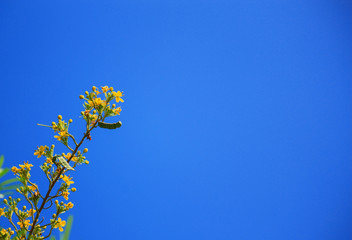 Beautiful yellow flowers with blue sky