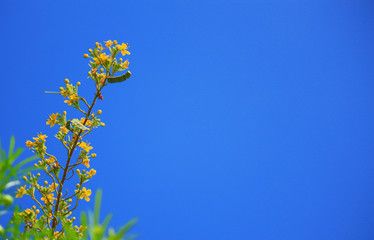 Beautiful yellow flowers with blue sky