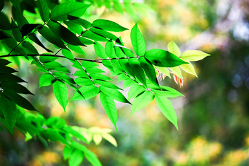 Bright light green leaves on a yellow background