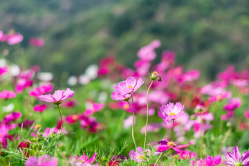 Fototapeta premium Beautiful cosmos flowers