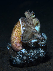 Incredible Underwater World - Coconut octopus - Amphioctopus marginatus. Diving and underwater photography. Tulamben, Bali, Indonesia.