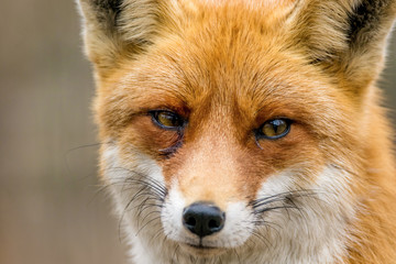 portrait of a wild animal red fox