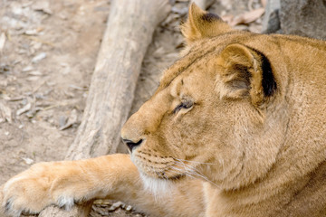 muzzle wild animal adult lioness resting