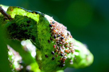 Aphids damage leaves parasite pest